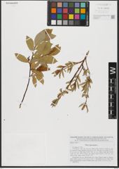 Foto von Salix hastata L.